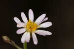 Perennial saltmarsh aster